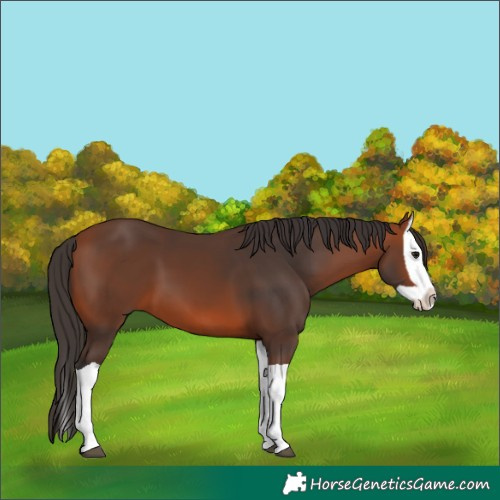 Horse Color:Bay Splash 