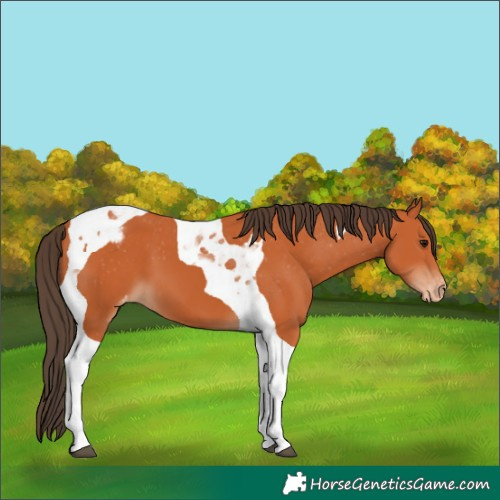 Horse Color:Bay Tobiano Appaloosa