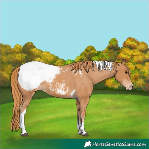 Horse Color:Chestnut Tobiano Snowcap