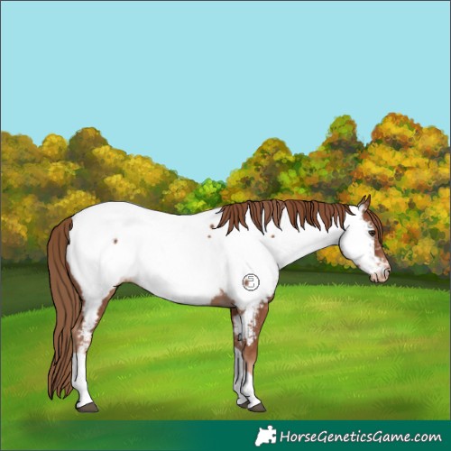 Horse Color:Chestnut Tobiano Near Fewspot