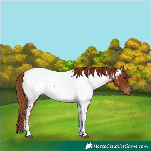 Horse Color:Chestnut Tobiano Appaloosa