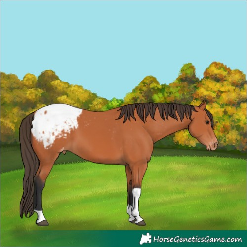 Horse Color:Bay Tobiano Appaloosa 
