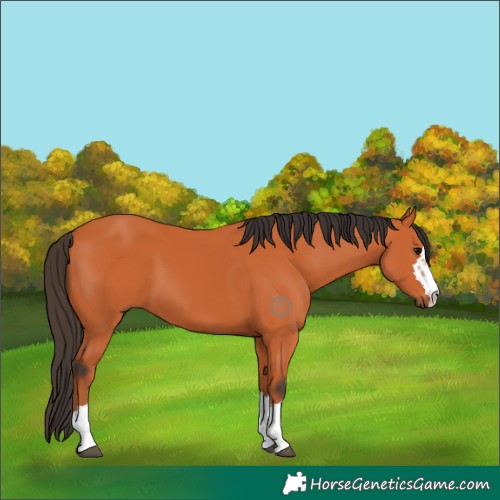 Horse Color:Bay 