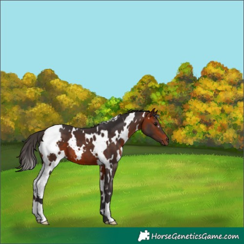 Horse Color:White Spotted Bay