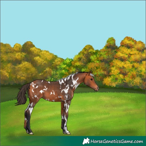 Horse Color:White Spotted Bay