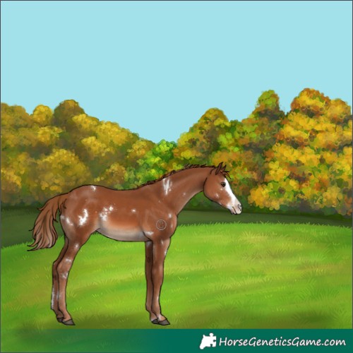 Horse Color:White Spotted Chestnut Splash Rabicano 