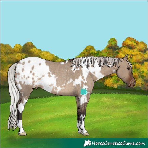 Horse Color:White Spotted Silver Brown Dun Blanket Rabicano