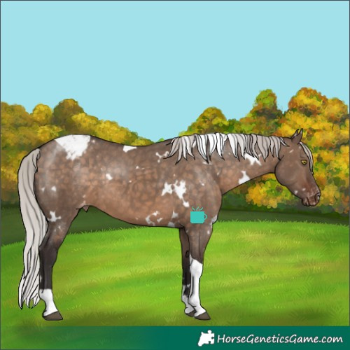 Horse Color:White Spotted Silver Brown Dun Tobiano Blanket Rabicano