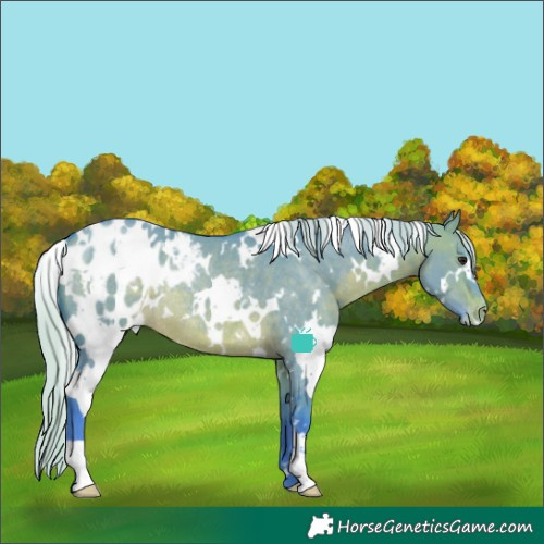 Horse Color:Watercolor White Spotted Silver Brown Dun Blanket Rabicano