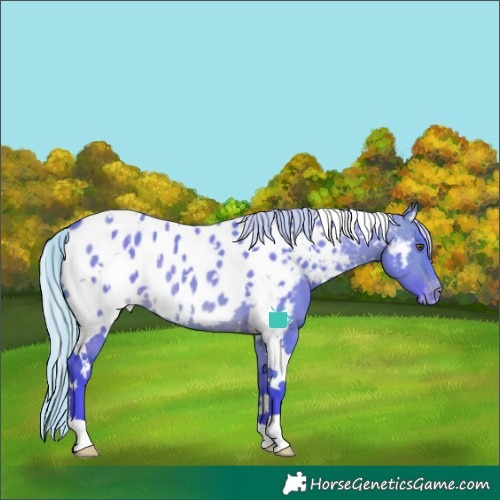 Horse Color:Watercolor White Spotted Silver Brown Dun Near Leopard Rabicano