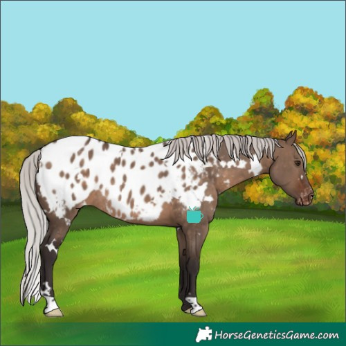 Horse Color:White Spotted Silver Brown Dun Appaloosa Rabicano