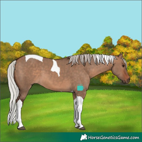 Horse Color:Silver Brown Dun Tobiano 