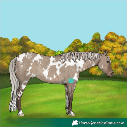Horse Color:White Spotted Silver Grullo Appaloosa Rabicano Brindle 