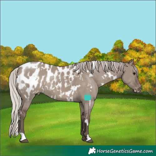 Horse Color:White Spotted Silver Grullo Appaloosa Rabicano 