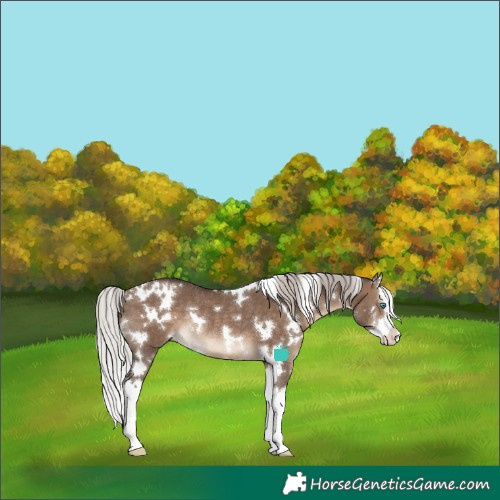 Horse Color:White Spotted Silver Brown Dun Splash Rabicano 