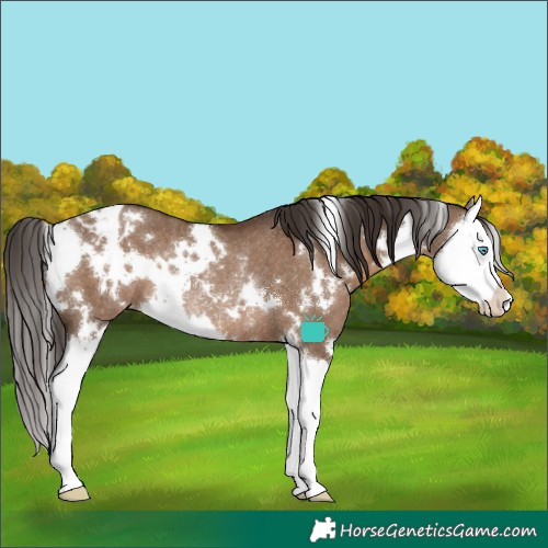 Horse Color:White Spotted Liver Red Dun Splash Appaloosa Rabicano 