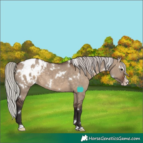 Horse Color:White Spotted Silver Brown Dun Splash Appaloosa Rabicano 