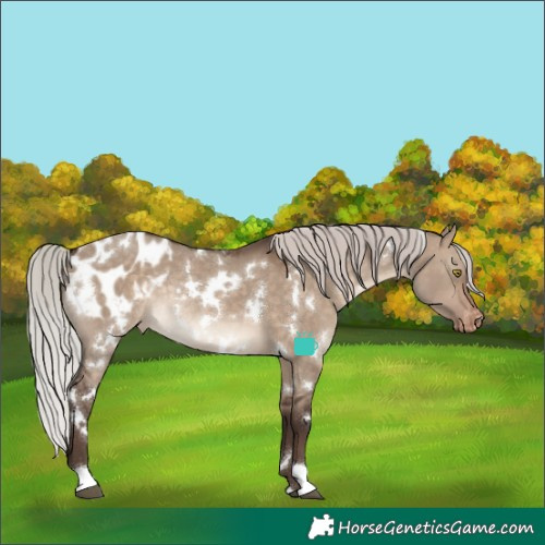 Horse Color:White Spotted Silver Brown Dun Appaloosa Rabicano 