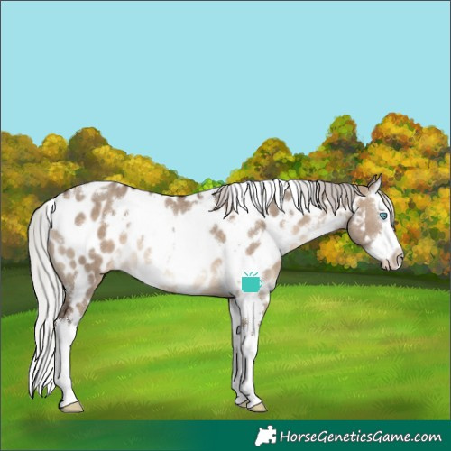 Horse Color:White Spotted Silver Brown Dun Splash Appaloosa Rabicano