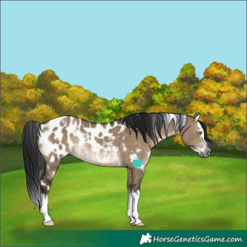 Horse Color:Gray White Spotted Brown Dun Splash Appaloosa Rabicano