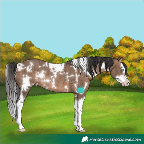 Horse Color:White Spotted Brown Dun Splash Rabicano Brindle 