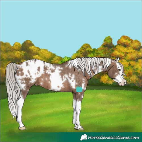 Horse Color:White Spotted Silver Brown Dun Splash Appaloosa Brindle 