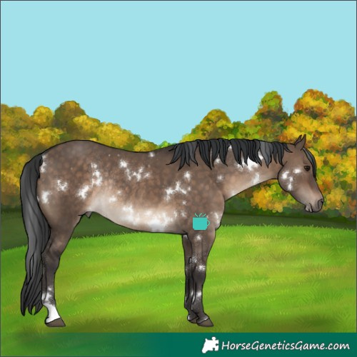 Horse Color:White Spotted Brown Dun Rabicano 