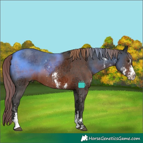 Horse Color:Liver Chestnut Sabino