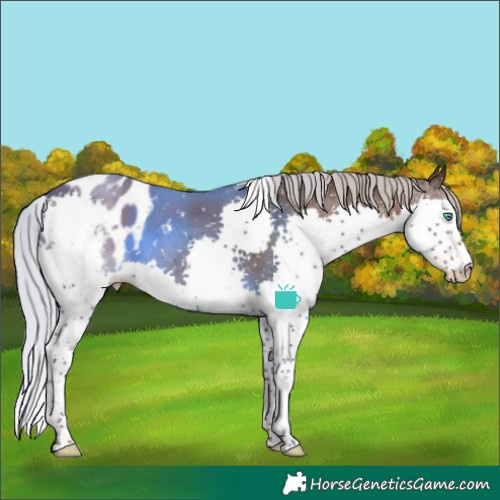 Horse Color:Silver Black Sabino Splash Tobiano Appaloosa