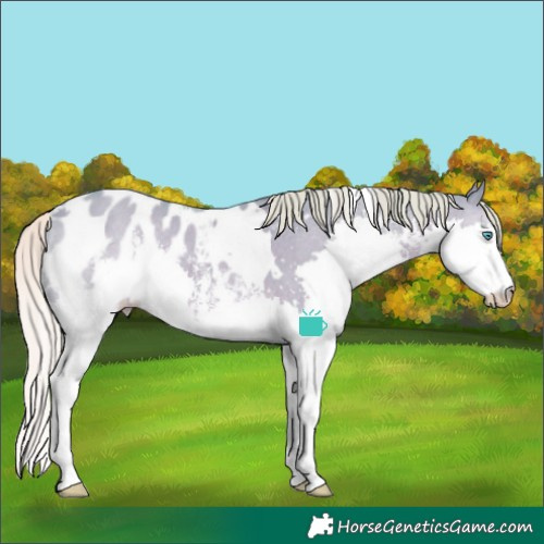 Horse Color:Watercolor White Spotted Silver Grullo Sabino Splash Appaloosa Rabicano
