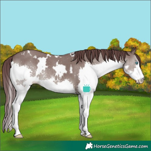 Horse Color:White Spotted Chocolate Grullo Sabino Splash Rabicano