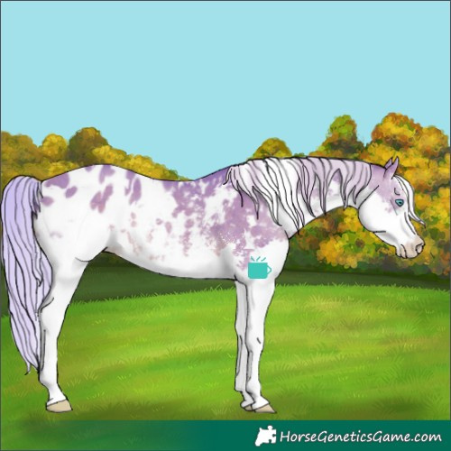 Horse Color:Watercolor White Spotted Silver Brown Dun Sabino Splash Appaloosa Rabicano