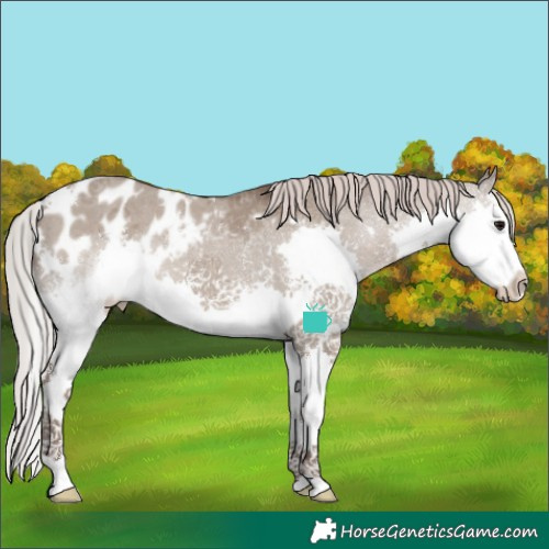 Horse Color:White Spotted Silver Grullo Sabino Splash Appaloosa Rabicano 