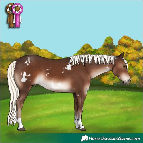 Horse Color:White Spotted Liver Chestnut Mushroom Tobiano Rabicano
