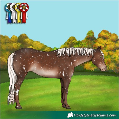 Horse Color:White Spotted Liver Chestnut Mushroom Appaloosa Rabicano