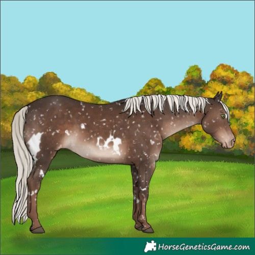 Horse Color:White Spotted Liver Chestnut Mushroom Appaloosa Rabicano 