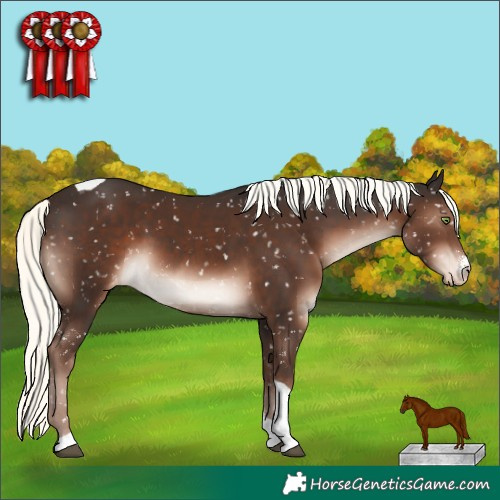 Horse Color:Liver Chestnut Mushroom Sabino Tobiano Appaloosa Rabicano