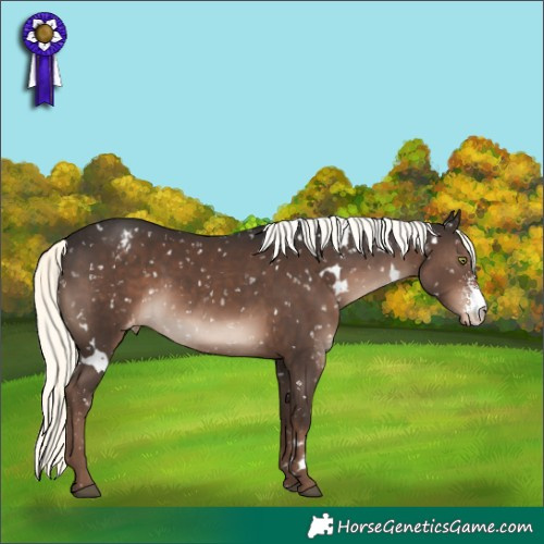 Horse Color:White Spotted Liver Chestnut Mushroom Sabino Snowflake Varnish Rabicano 