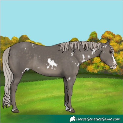 Horse Color:White Spotted Silver Black Splash