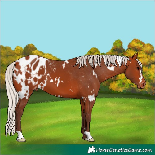 Horse Color:White Spotted Silver Bay Blanket 