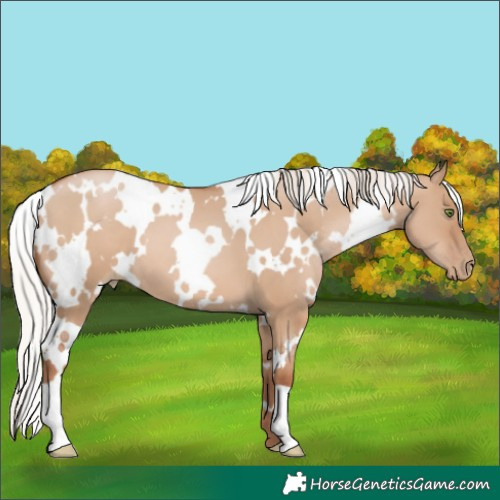 Horse Color:White Spotted Silver Grullo Pearl