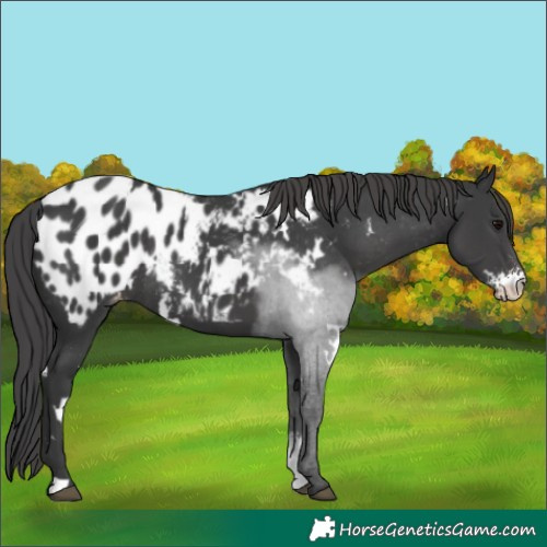 Horse Color:White Spotted Black Sabino Blanket Rabicano 