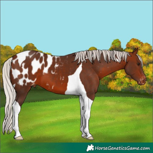 Horse Color:Silver Brown Tobiano Blanket 