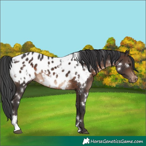 Horse Color:White Spotted Brown Blanket