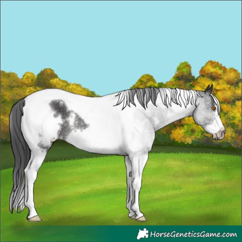 Horse Color:White Spotted Black Tobiano Frame Rabicano 