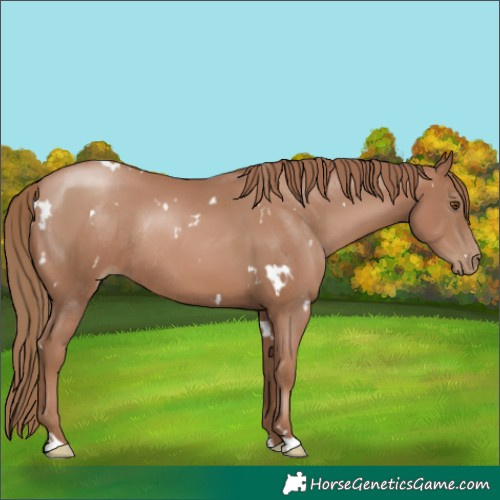 Horse Color:White Spotted Black Pearl Rabicano 