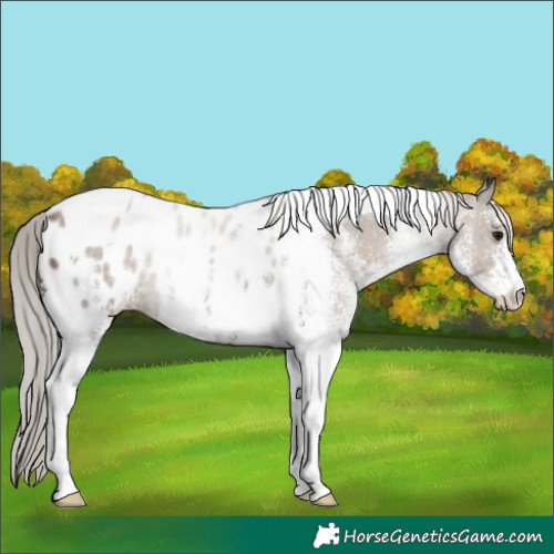 Horse Color:White Spotted Silver Grullo Tobiano Near Leopard