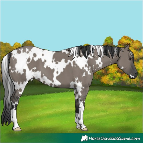 Horse Color:White Spotted Grullo
