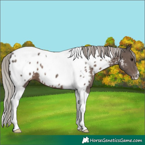 Horse Color:Silver Black Tobiano Near Leopard