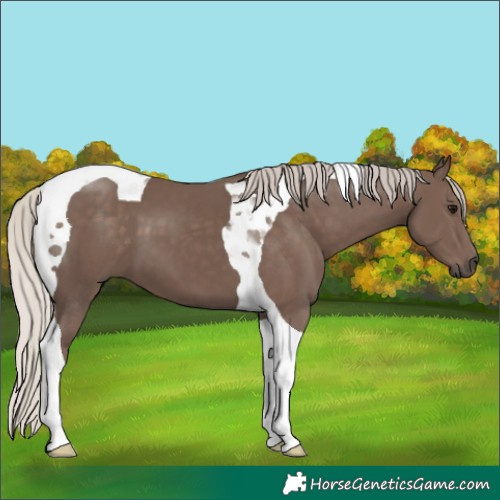 Horse Color:Silver Black Tobiano 